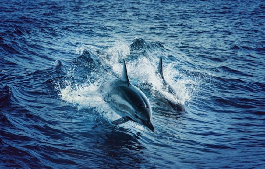 5-Minute Dolphin Swim