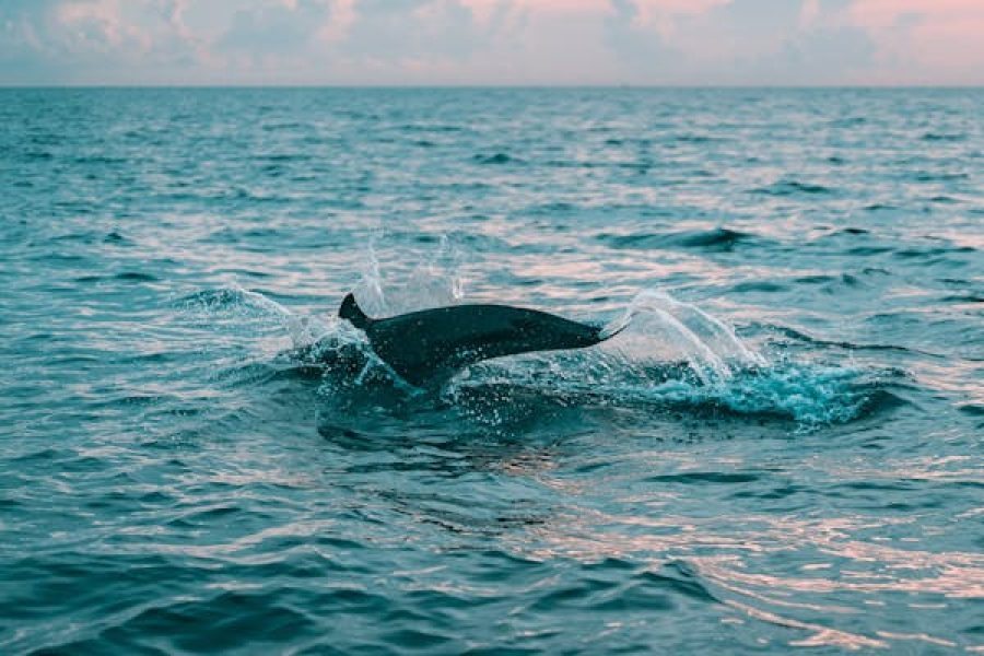5-Minute Dolphin Swim