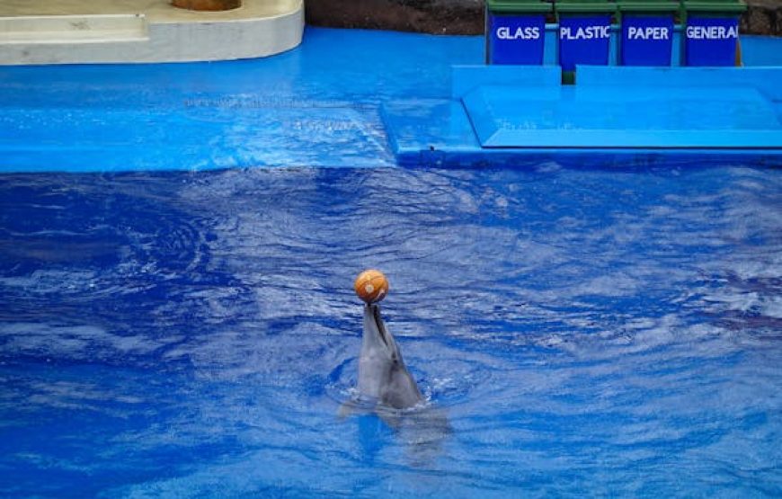 Dolphin Show