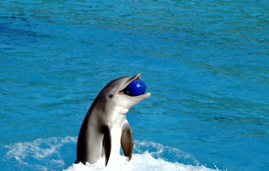 5-Minute Dolphin Swim