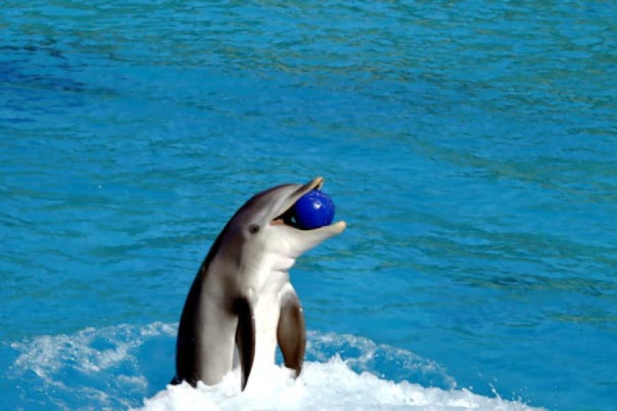 Dolphin Show