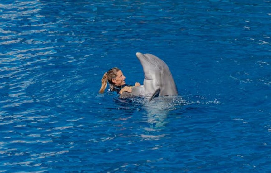 Dolphin Show