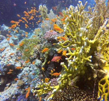 Hula Hula Island Trip