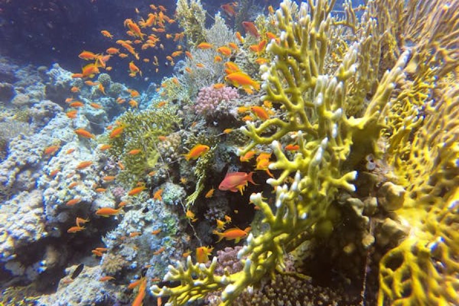 Hula Hula Island Trip