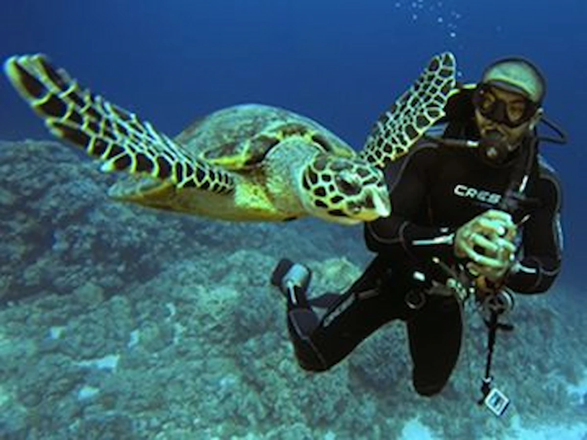 Tauchen in Hurghada für Anfänger: kompletter Guide