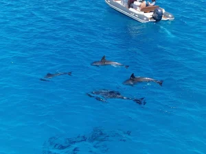 Dolphin House Tour in Hurghada